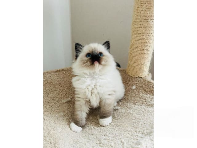 Ragdoll · Trollhättan · SE*Sapphire Blue Eyes