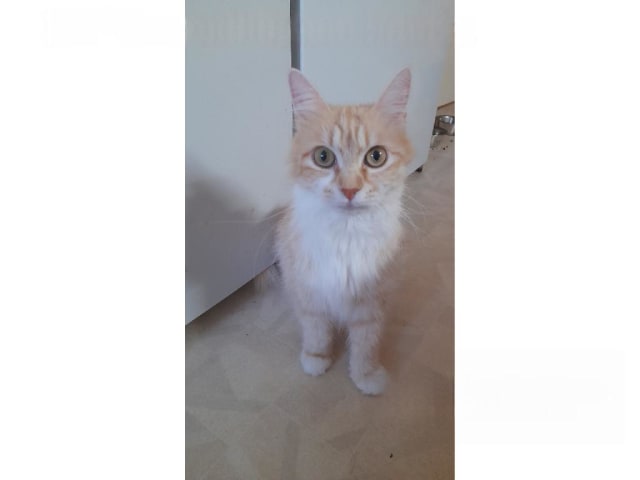 Sibirisk katt · Borlänge · SnowKitten