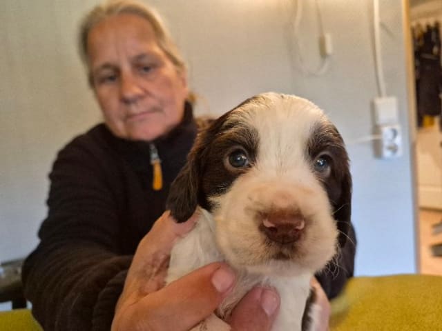 English Springer Spaniel · Hallstavik · Belgarbo's