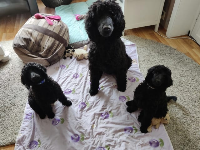 Standard Poodle · Holmestrand · Anette Røkenes