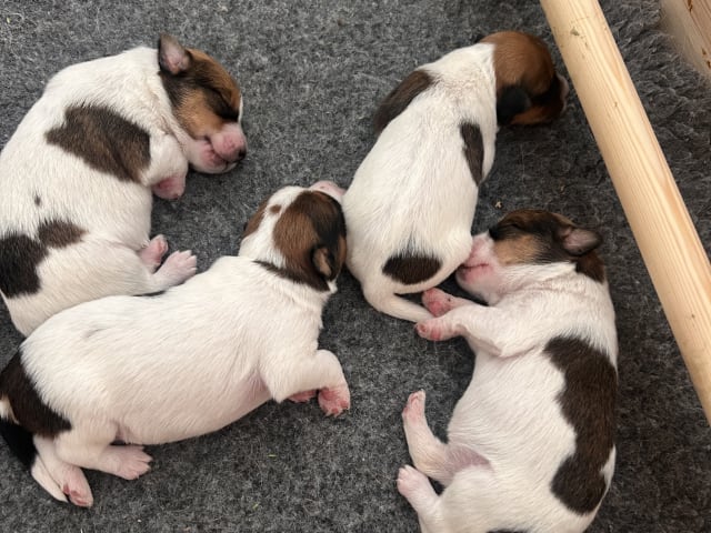Kromfohrländer · Bengtsfors · Onside’s kennel