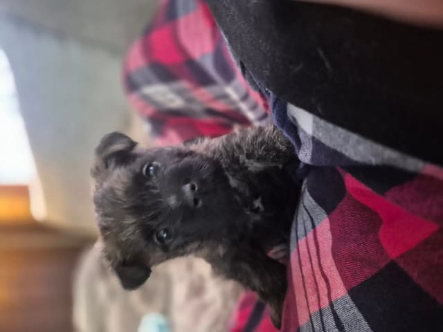 Cairn terrier · Verdal · Linn-Therese Fjeldvær Indersund