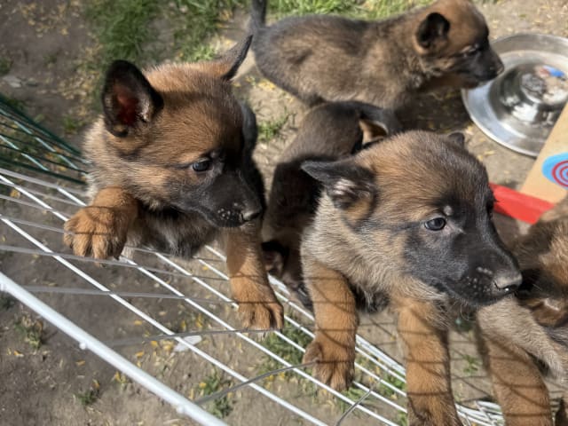 Belgian Malinois