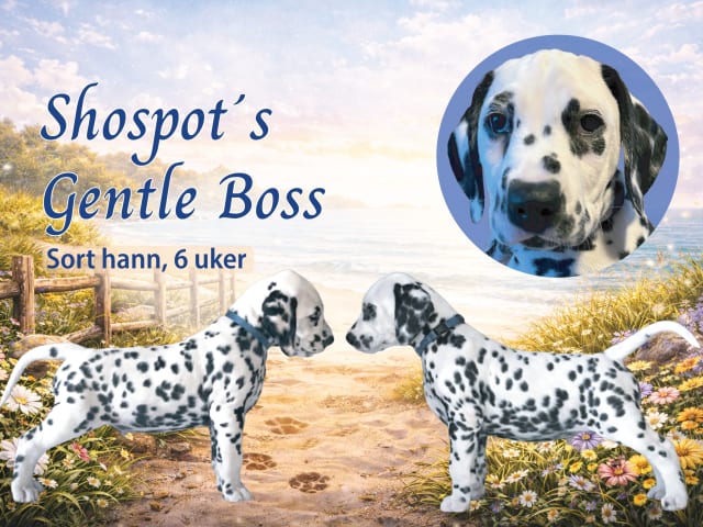 Dalmatian