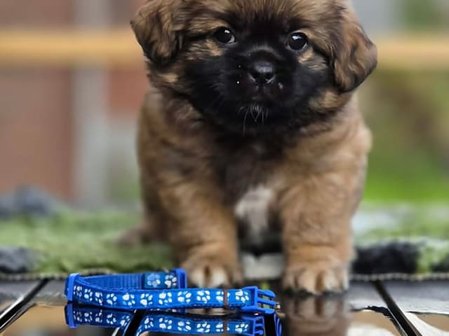 Tibetansk spaniel · Vesløs · Amtofts Kær