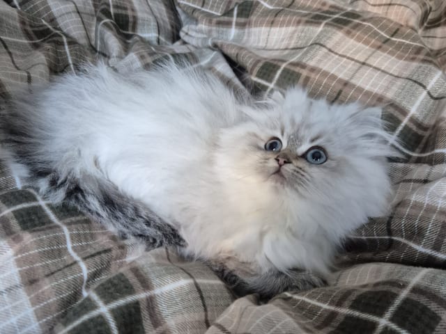 British Longhair