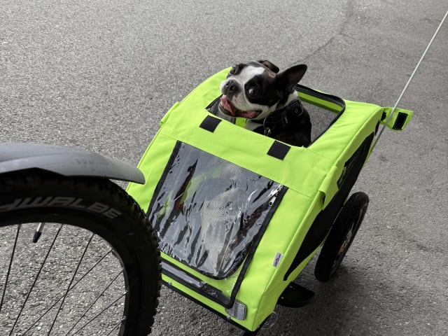 Bostonterrier