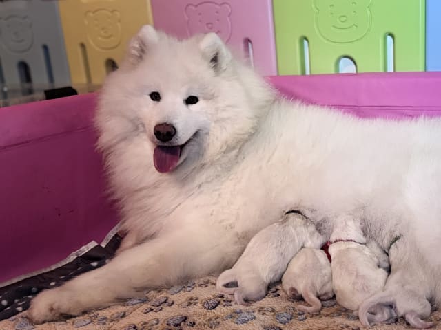 Samoyed