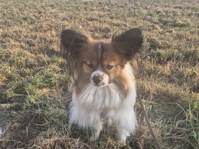 Papillon