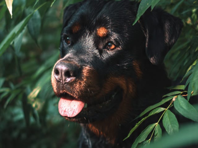 Rottweiler · Rö · Pure heart