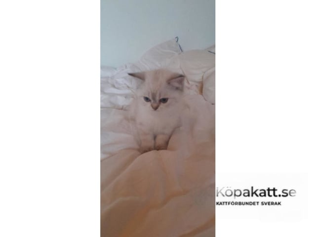 Britisk korthår · Bjärnum · SE*UlriPops