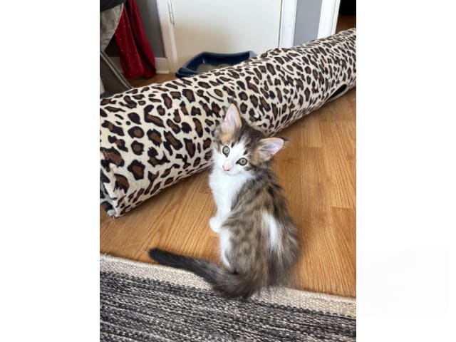 Norsk skogkatt · Enköping · Lodahlshjem