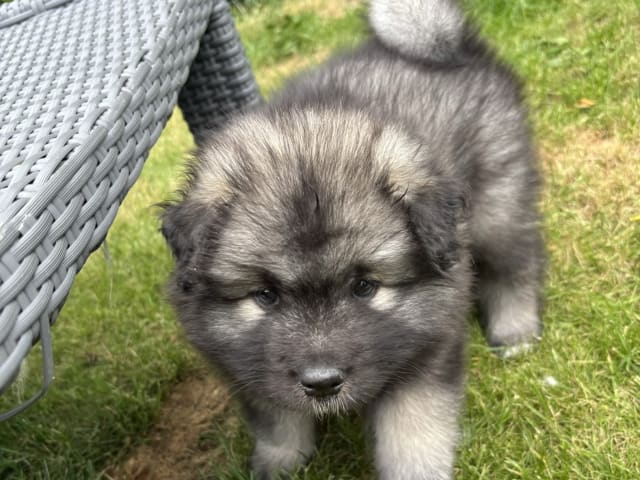Keeshond