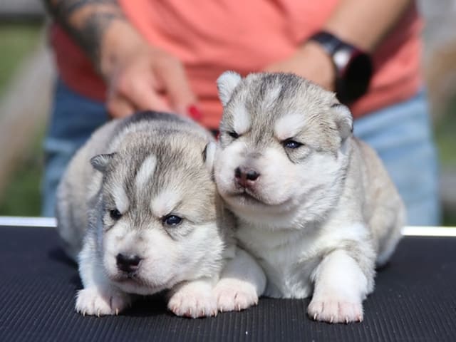 Siberian Husky