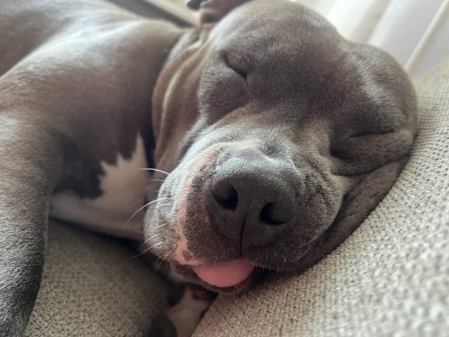American bully · København · Joan J.