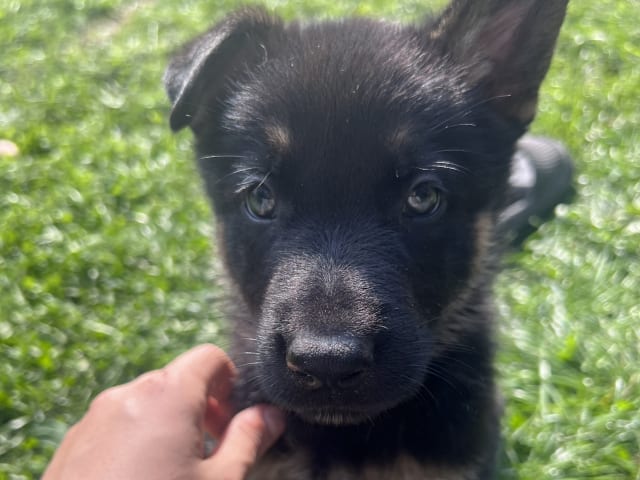 German Shepherd Dog