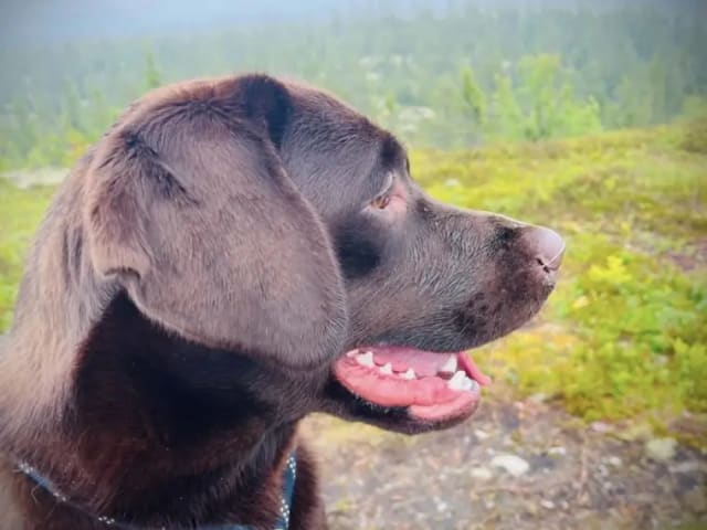 Labrador Retriever · Trysil · Anny Floden