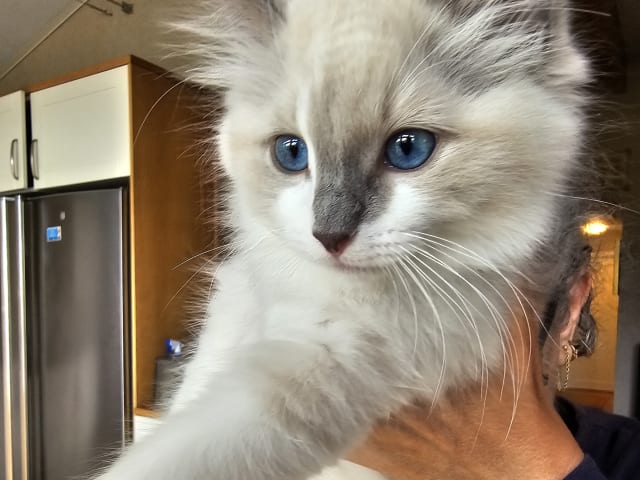 Ragdoll