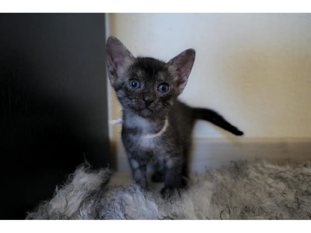 Egyptian Mau · Järfälla · SE*Mjako