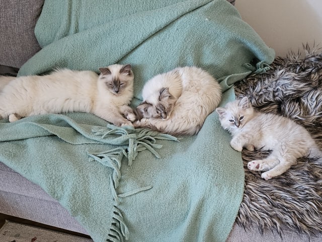 Birman