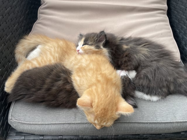 Huskatt · Ljungsbro · Rosita W.