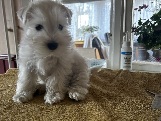 Dvärgschnauzer