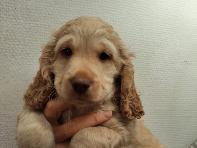 Cockerpoo