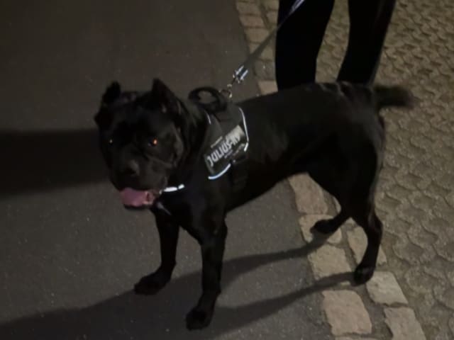 Cane corso · Aalborg · Kasper A.