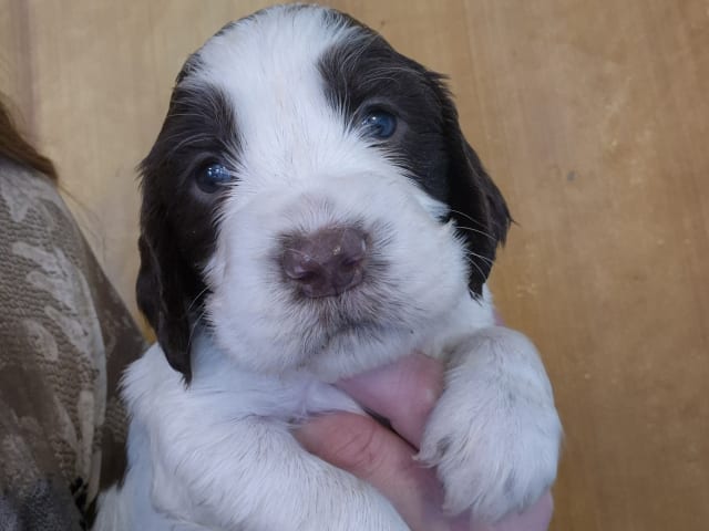 English Springer Spaniel