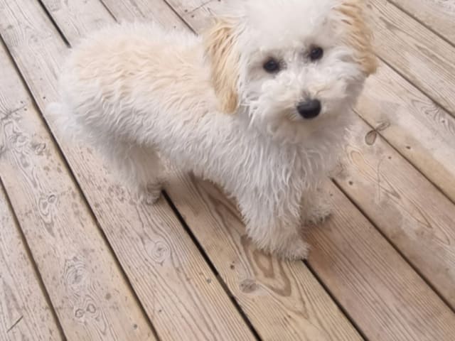 Maltipoo