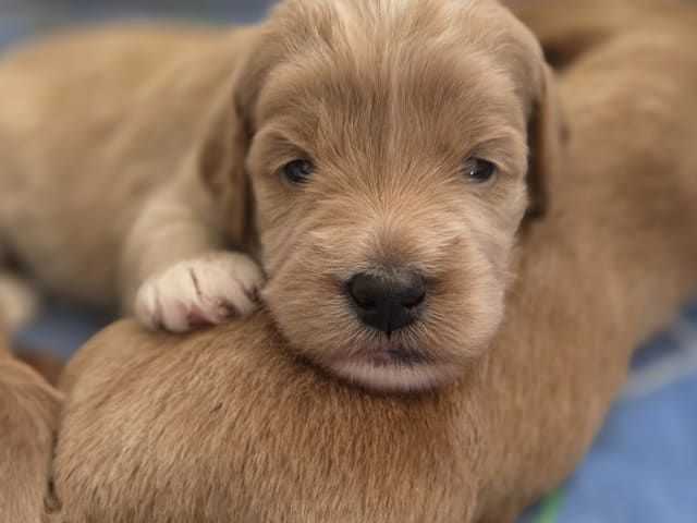 Labradoodle