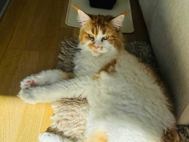 Maine Coon · Västra Frölunda · Jesper M.