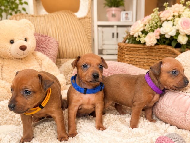 Miniature Pinscher