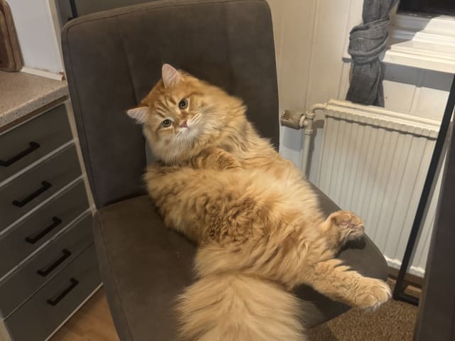 Sibirisk katt · Årsunda · William A.