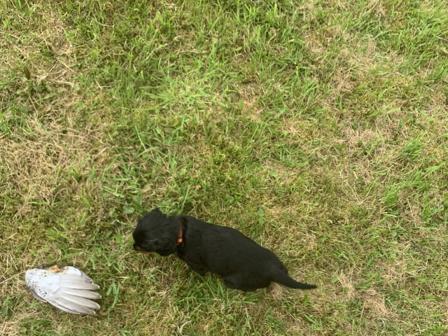Gordon Setter · Bjoa · Storenutens