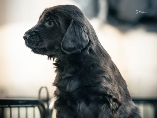 Flat Coated Retriever