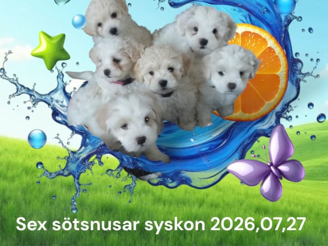 Maltipoo · Göteborg · Ramin H.