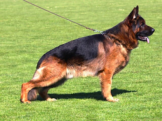 Tysk Schäferhund · Tønder · Roager's