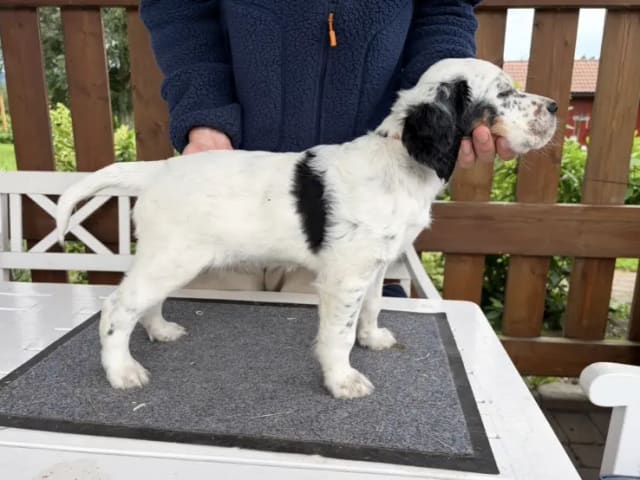 English Setter · Levanger · Martin Gaard