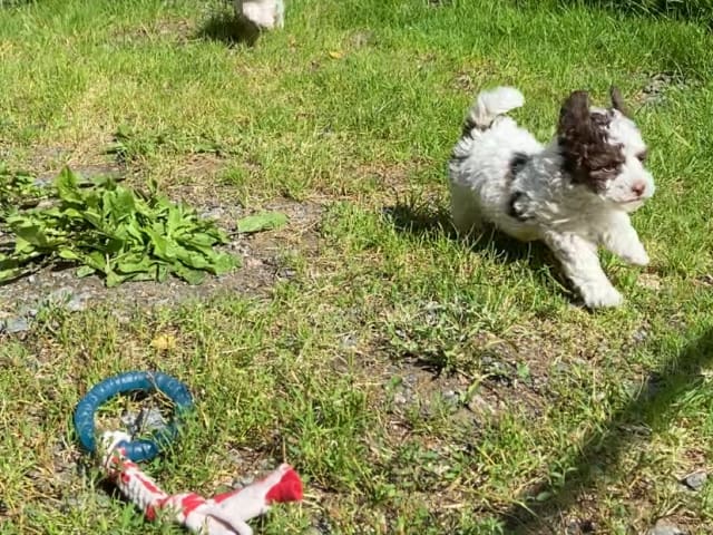 Shihpoo · Nol · Lyckliga Vovven