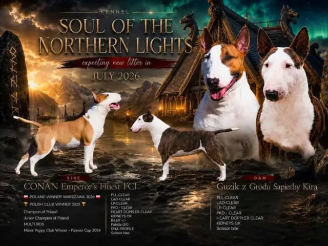 Miniature Bull Terrier · Sylling · Kinga György