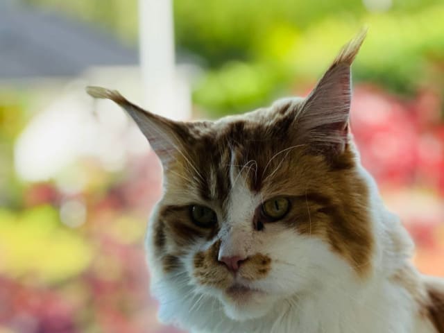 Maine Coon · Västra Frölunda · Jesper M.