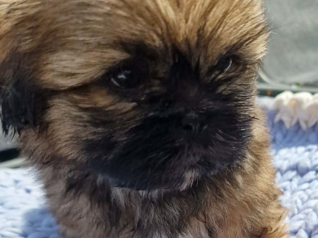 Shih Tzu