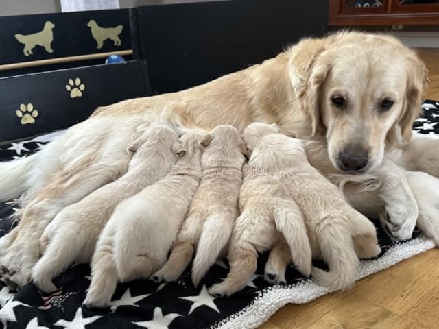 Golden retriever · Vejbystrand · Stream Of Sunlights