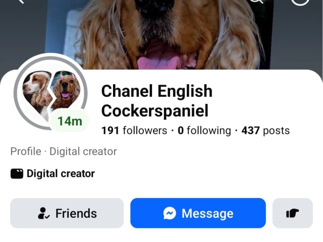 Cocker Spaniel · Södertälje · Savanah B.