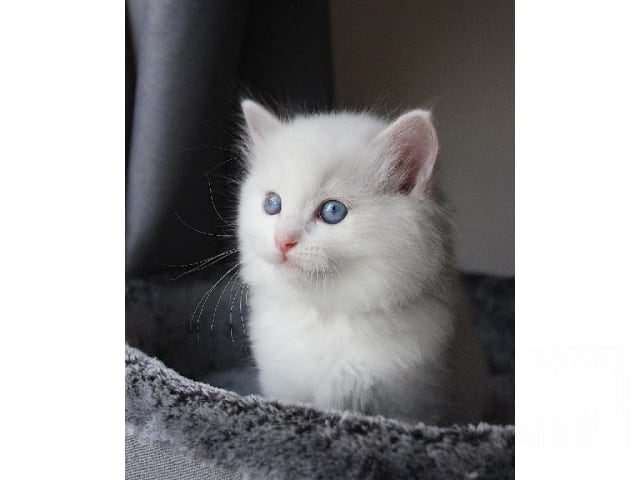 Ragdoll