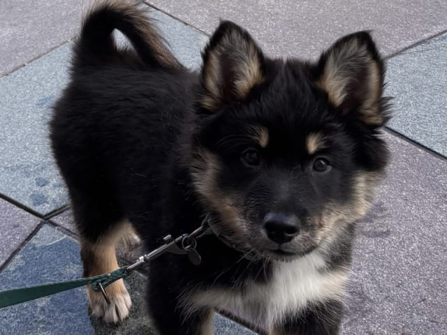 Icelandic Sheepdog