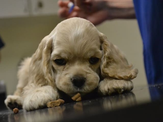 American Cocker Spaniel