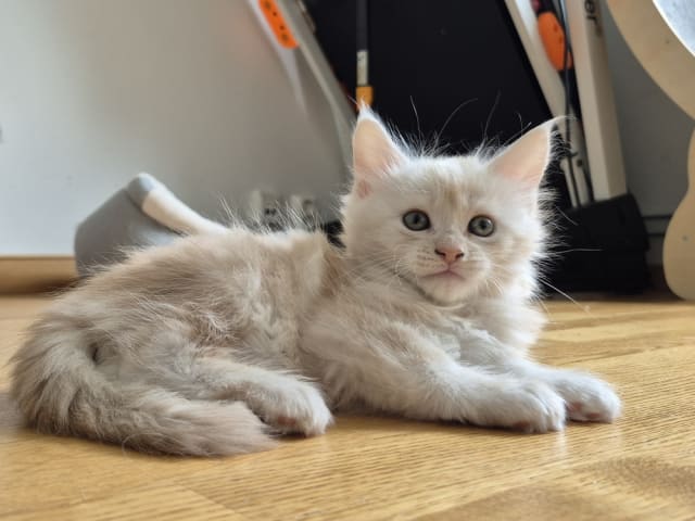 Maine Coon · Västra Frölunda · Dagdrivarn