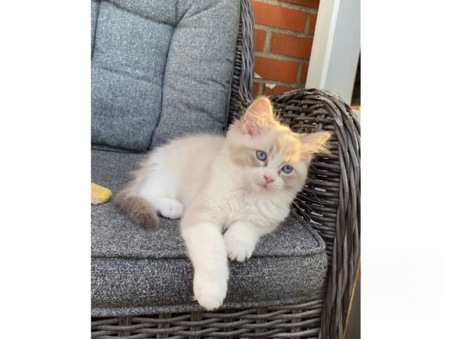 Ragdoll · Svalöv · SE*Lovella’s